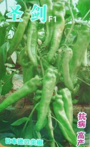 供应圣剑FI（进口辣椒品种）—辣椒种子