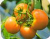 供应飞天红玉—番茄种子