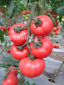 供应力美2号-番茄种子