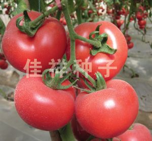 供应拉斐尔—粉色大果番茄种子