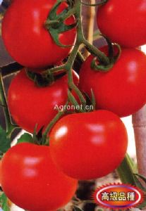 供应法国帝王—番茄种子