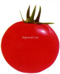 供应法国卡拉里—番茄种子