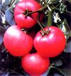 供应红粉王一号—番茄种子