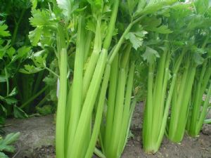 供应西芹—优质蔬菜