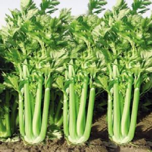 供应贝利西芹—芹菜种子