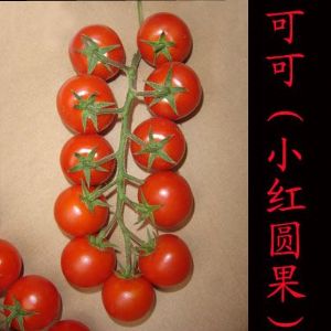 供应可可（小红圆果）-樱桃番茄种子