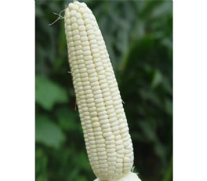 供应银糯—鲜食玉米种子