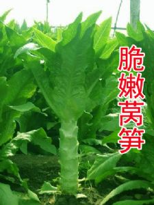 供应台湾脆嫩—莴笋种子