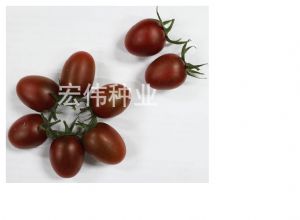 供应紫千禧樱桃番茄种子