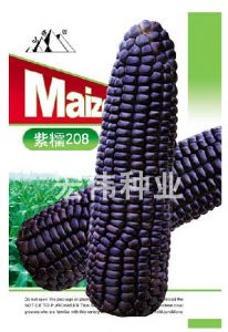 供应紫糯208---玉米种子