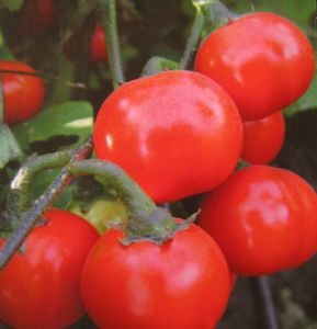 供应非洲红茄