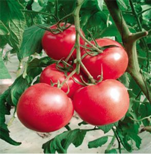 供应睿优224（进口）—番茄种子