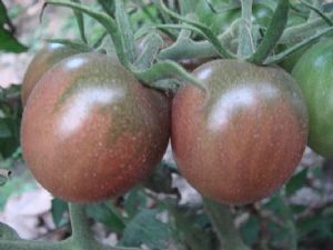 供应黑妃50小番茄—番茄种子