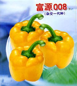 供应富源008F1—甜椒种子