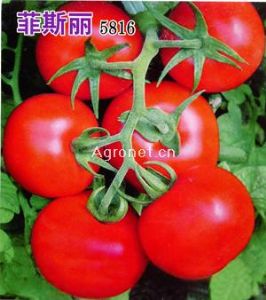 供应菲斯丽5816-番茄种子