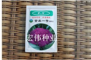供应紫晶一号－紫花菜种子