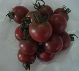 供应黑珍珠—番茄种子