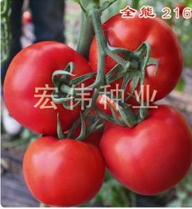 供应全能216大红—番茄种子