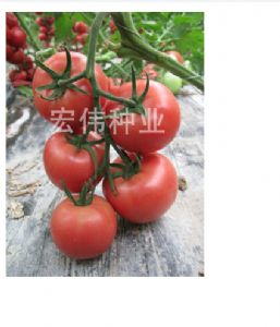 供应海贝尔167—番茄种子