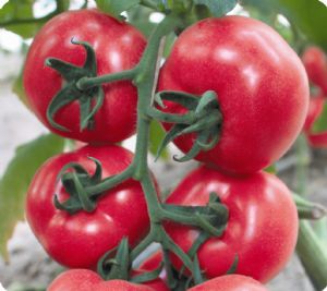 供应宝石捷2号-番茄种子