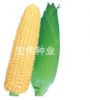 供应绿色超人—水果玉米种子