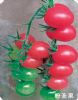 供应粉圣果——番茄种子