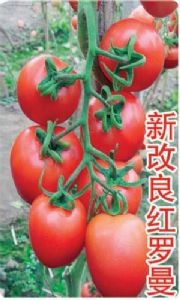 供应新改良红罗曼——番茄种子