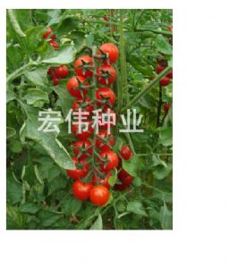 供应串红5186樱桃番茄种子