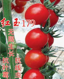 供应红玉179——番茄种子