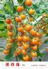 供应黄珍珠—番茄种子