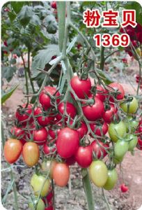 供应粉宝贝—番茄种子