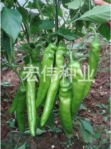 供应绿剑65——辣椒种子