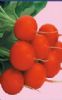 供应特级荷兰红星樱桃---萝卜种子