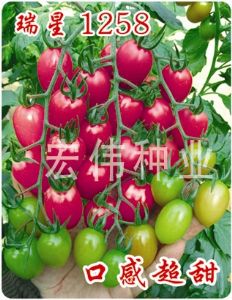 供应瑞星1258—樱桃番茄种子