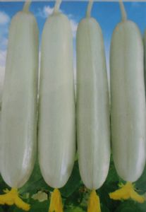供应20-13(荷兰引进)—白色水果黄瓜种子
