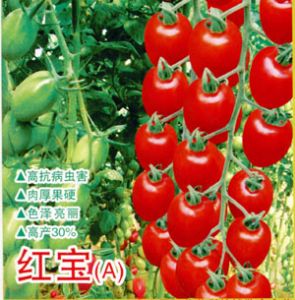 供应红宝（A）—番茄种子
