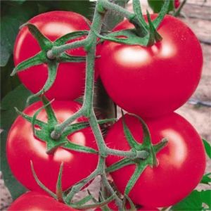 供应粉状元F6 （高抗TY）粉色番茄种子