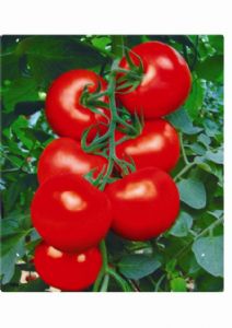 供应RH-19大红果番茄—番茄种子