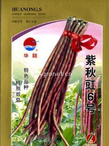 供应优选紫秋豇6号—豇豆种子