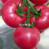 供应荣威201—番茄种子