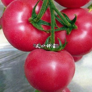 供应荣威201—番茄种子
