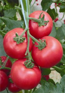供应莎尔达F1—番茄种子