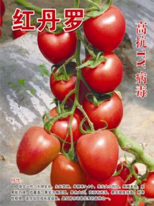供应红丹罗-番茄种子