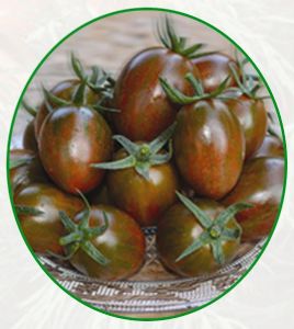 供应紫墨彩妮—番茄种子