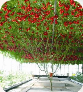 供应红番茄树—特种蔬菜种子