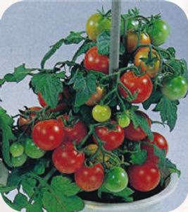 供应盆栽番茄（红）—番茄种子