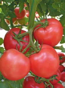 供应红迪—大红番茄种子
