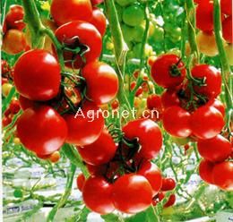 供应玛丽娜-番茄种子（高抗TY病毒）