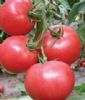 供应雷诺-粉果番茄种子