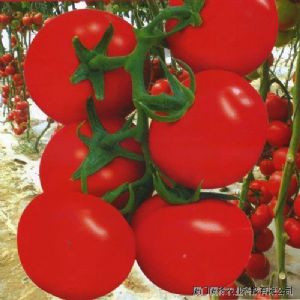 供应红旺3号番茄种子